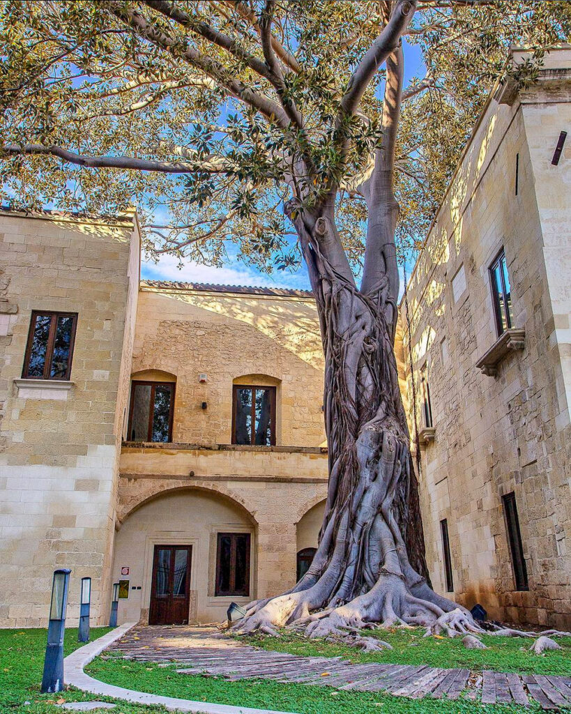 Ficus-gigante-Lecce-cosa-vedere